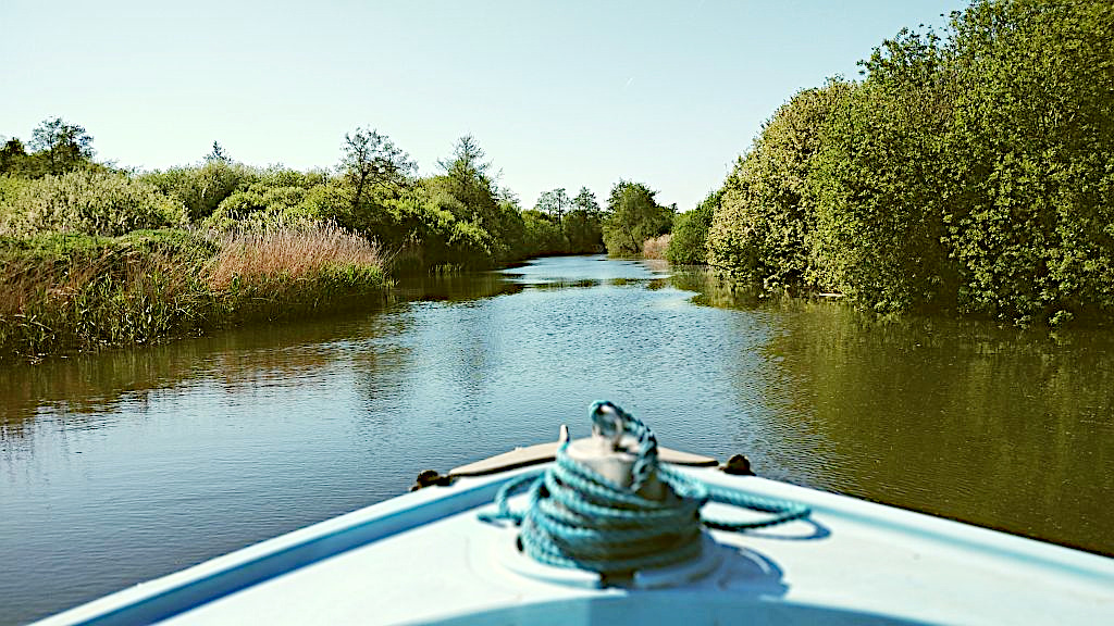 River Ant